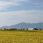 田んぼの風景